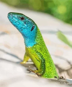 European Green Lizard 5D Diamond Painting