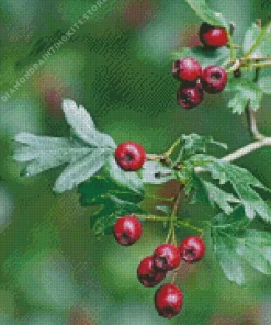 Hawthorn 5D Diamond Painting