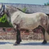 Highland Pony Horse 5D Diamond Painting