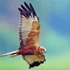 Marsh Harrier Flying 5D Diamond Painting