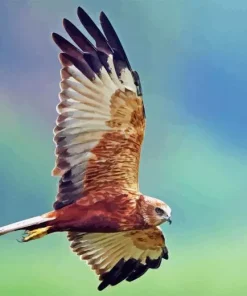 Marsh Harrier Flying 5D Diamond Painting