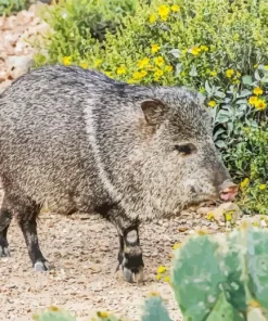Peccary Animal 5D Diamond Painting