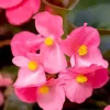 Pink Begonias Flowers 5D Diamond Painting