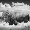 Black And White Buffalo 5D Diamond Painting