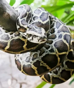 Burmese Python 5D Diamond Painting