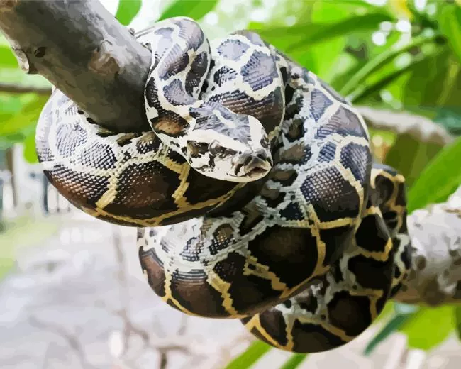 burmese python Diamond By Numbers Burmese Python 5D Diamond Painting