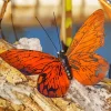 Burnt Orange Butterfly 5D Diamond Painting
