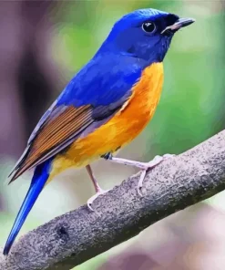 Cute Fujian Niltava 5D Diamond Painting