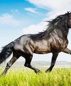 Friesian Black 5D Diamond Painting