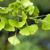 Ginkgo Plant 5D Diamond Painting