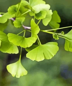Ginkgo Plant 5D Diamond Painting