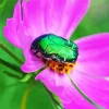 Green June Beetle 5D Diamond Painting