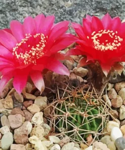 Lobivia Oxyalabastra 5D Diamond Painting