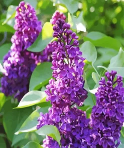 Purple Lilac Tree 5D Diamond Painting