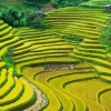 Rice Terraces Landscape 5D Diamond Painting