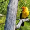 Western Tanager Bird 5D Diamond Painting