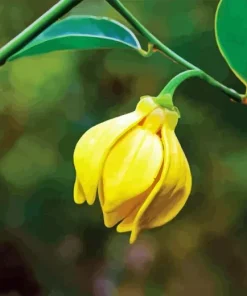 Ylang Ylang 5D Diamond Painting