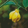 Ylang Ylang 5D Diamond Painting