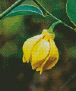 Ylang Ylang 5D Diamond Painting