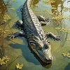 Caiman In The Water 5D Diamond Painting