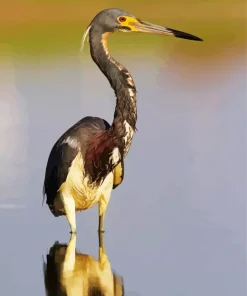Tricolored Heron 5D Diamond Painting