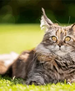 Maine Coon Cat 5D Diamond Painting