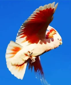 Pink Cockatoo Bird 5D Diamond Painting