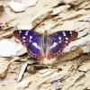 Purple Emperor Butterfly 5D Diamond Painting
