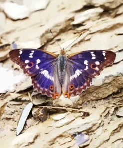 Purple Emperor Butterfly 5D Diamond Painting
