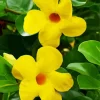 Yellow Mandevilla Flowers 5D Diamond Painting