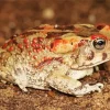African Red Toad 5D Diamond Painting