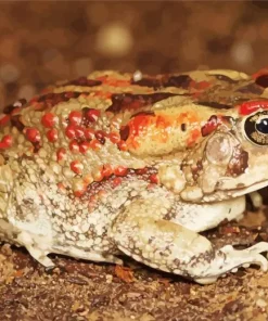 African Red Toad 5D Diamond Painting