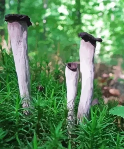Craterellus Cornucopioides 5D Diamond Painting
