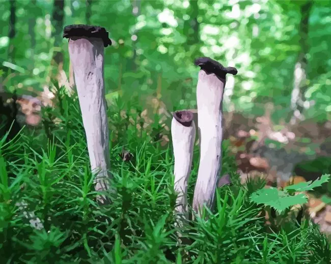 Craterellus cornucopioides Diamond Paintings Craterellus Cornucopioides 5D Diamond Painting