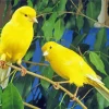 Domestic Canaries 5D Diamond Painting
