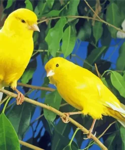 Domestic Canaries 5D Diamond Painting