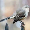 Mockingbird 5D Diamond Painting