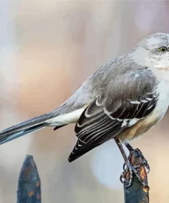 Mockingbird 5D Diamond Painting