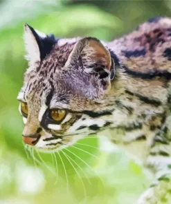 Oncilla Cat Tiger 5D Diamond Painting