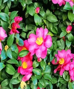 Pink Camellia Flowers 5D Diamond Painting