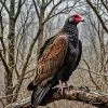 Turkey Vulture 5D Diamond Painting