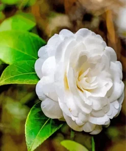 White Camellia Flower 5D Diamond Painting
