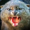 Angry Otter 5D Diamond Painting
