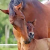 Baby And Mama Horse 5D Diamond Painting