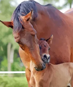Baby And Mama Horse 5D Diamond Painting
