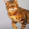 Bengal Cat 5D Diamond Painting
