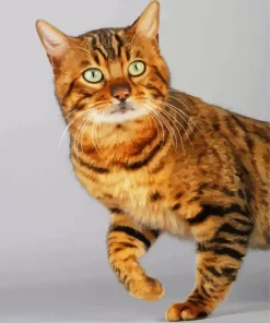 Bengal Cat 5D Diamond Painting