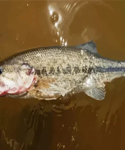 Black Bass Fish 5D Diamond Painting