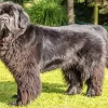 Black Newfoundland Dog 5D Diamond Painting