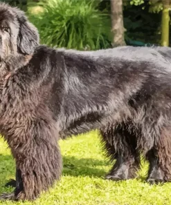 Black Newfoundland Dog 5D Diamond Painting